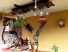 casa particular vinales